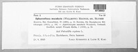 Podosphaera macularis image